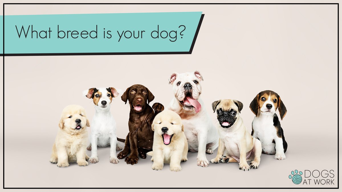 What breed is your dog?