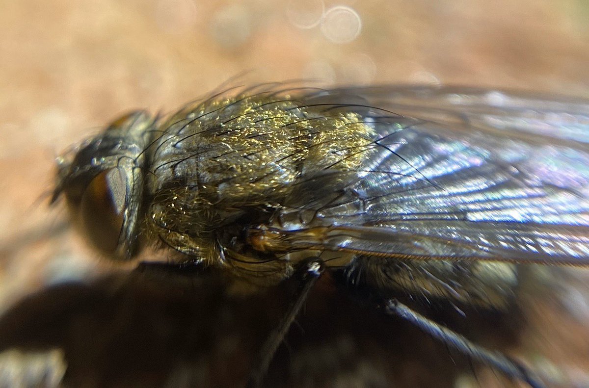 bernoid's tweet photo. There are golden flies fast asleep on the walls outside. Gave them a gentle little pokey poke and everything. Nah, they weren’t having it. I wonder if they struggle what with no eyelids.
‘I’m sleeping, pal. Can’t be arsed to fly off.’ #gardentorchwatch #lookingatflies https://t.co/QQ1roHS0R3
