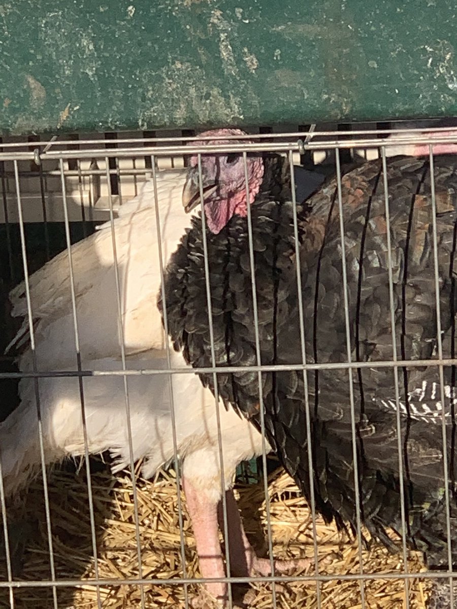kwiatkowskiBN's tweet photo. On Saturday morning @ Clinton-Bailey market, one farmer was taking orders for Thanksgiving. Gulp. https://t.co/aBOPx1HGjY