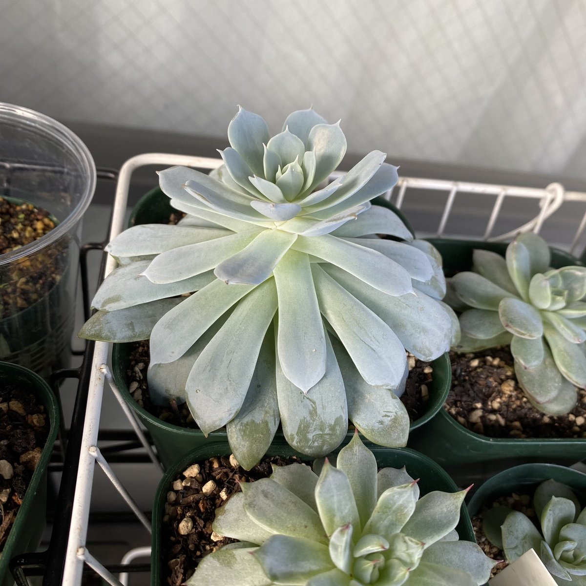 Tomgr13's tweet image. 青系のエケベリア は本当に徒長しやすいですね。。

#エケベリア  #Echeveria  #Bluecloud #ブルークラウド