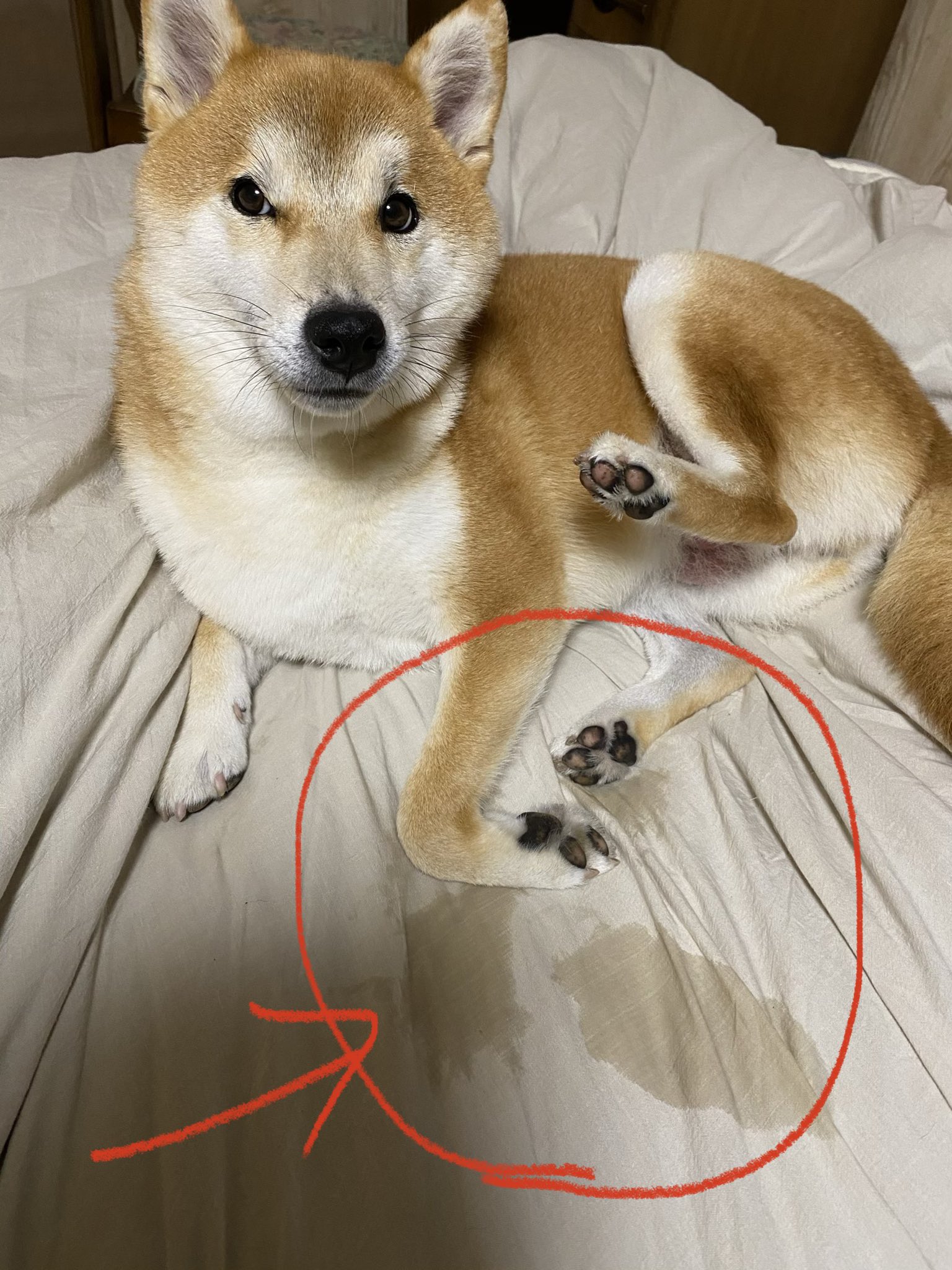 柴犬なつ よだれを隠そうとするなつさん アポギルを一年近く飲ませてますが 皮膚の抵抗力が落ちているのか 症状が改善しないのが気になります マラセチア皮膚炎も一向に良くならないなぁ よだれ 皮膚炎 アポギル 柴犬 柴犬を崇めよ マラセチア 柴犬なつ よだれを隠そうとするなつさん アポギルを一年近く飲ませてますが 皮膚の抵抗力が落ちているのか 症状が改善しないのが気になります マラセチア皮膚炎も一向に良くならないなぁ よだれ 皮膚炎 アポギル 柴犬 柴犬を崇めよ マラセチア