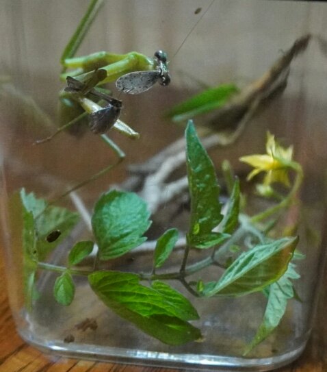 飼い 方 カマキリ カマキリの飼育方法！餌や水はどうする？土やケースについても！