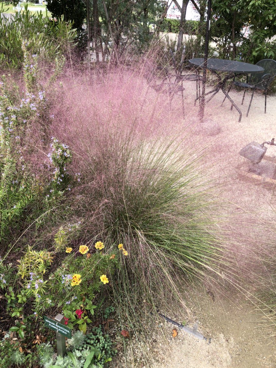 CameraSunset's tweet image. Peacock-like plants