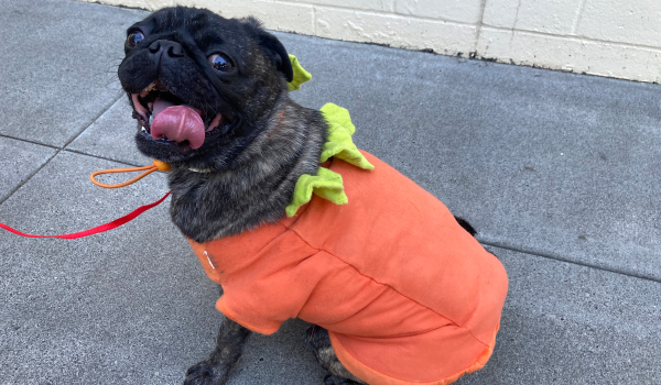 OregonHumane's tweet photo. Pugkins and Pugky and Ghostpugsters, oh my! You won’t want to miss our Pug Crawl 2020 Parade of Pugs livestream happening Sunday, October 18 at noon. Set a reminder: https://t.co/OEuHFmXdn7 
#ohspets #pugtoberfest #pugparade #dogsincostumes #puglife #pdxpugcrawl #pugcrawl https://t.co/W0lsmonpIJ