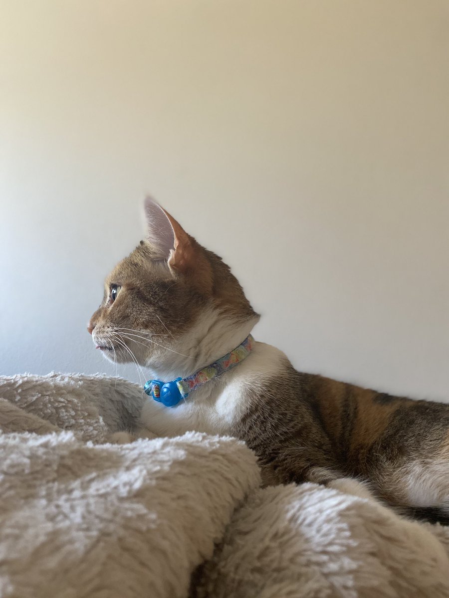 aalayna23's tweet photo. #PetsInSTEM got Snuggles and Lizzo to keep me company π https://t.co/F1XYgErFi9