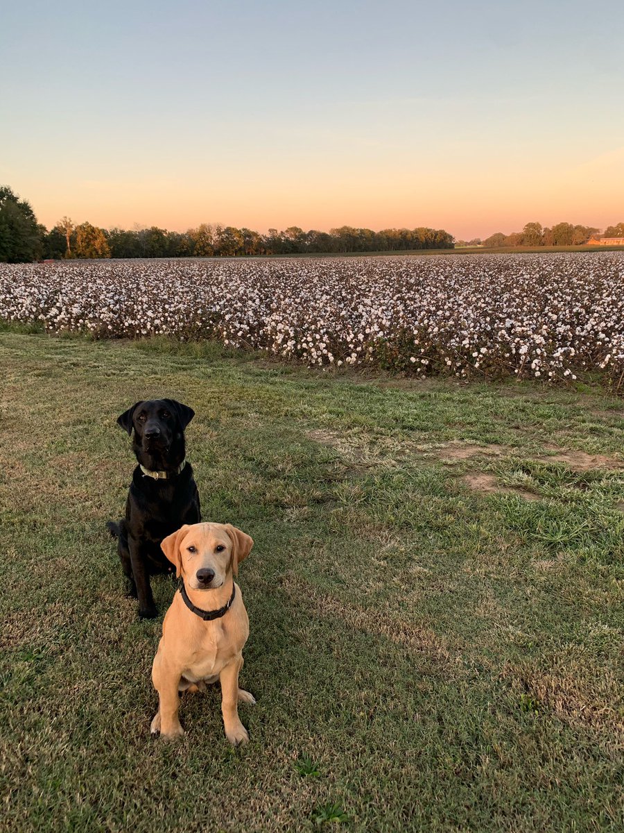 sthornton29's tweet photo. Sunset in cotton country #harvest20 https://t.co/o4a5Oxg2Ja