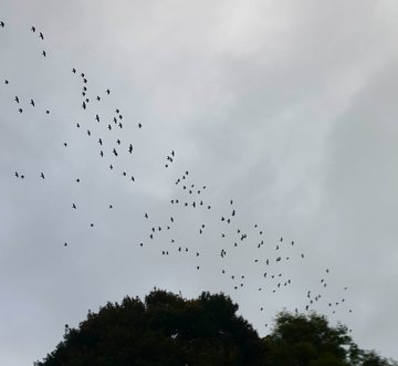 October Big Day A Global Birding Phenomenon Ebird