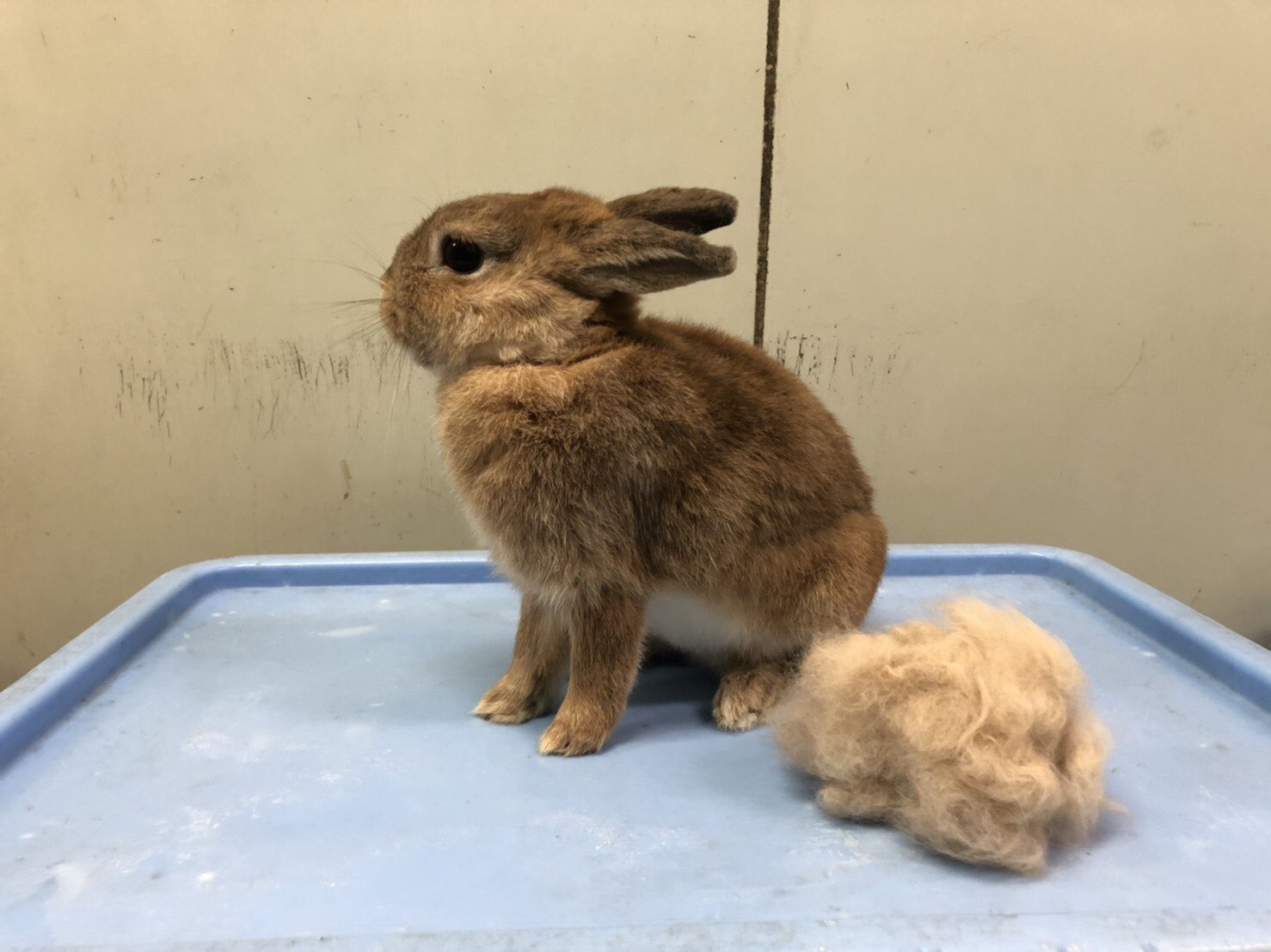千葉市動物公園 公式 皆さん衣替えはお済みでしょうか うさぎにも人の衣替えの様な換毛期と呼ばれる毛が生え変わる時期が2回あります 子ども動物園で暮らすネザーランドドワーフのピール君も絶賛換毛期中 園内には換毛期により見た目が違う動物が沢山