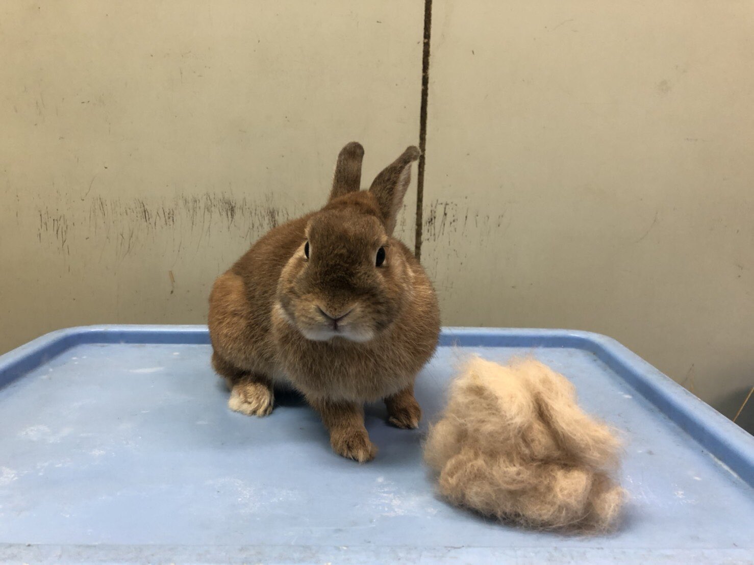 千葉市動物公園 公式 皆さん衣替えはお済みでしょうか うさぎにも人の衣替えの様な換毛期と呼ばれる毛が生え変わる時期が2回あります 子ども動物園で暮らすネザーランドドワーフのピール君も絶賛換毛期中 園内には換毛期により見た目が違う動物が沢山
