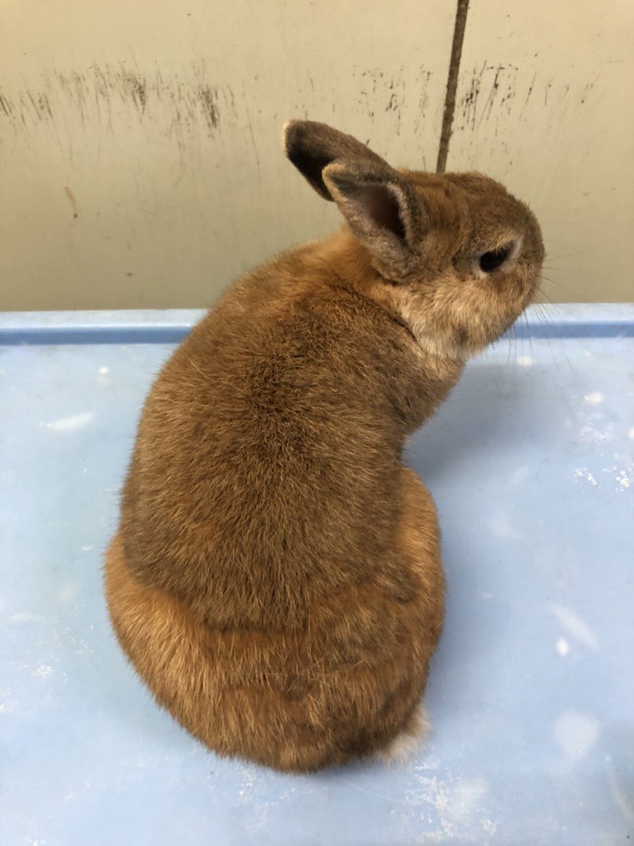 千葉市動物公園 公式 皆さん衣替えはお済みでしょうか うさぎにも人の衣替えの様な換毛期 と呼ばれる毛が生え変わる時期が2回あります 子ども動物園で暮らすネザーランドドワーフのピール君も絶賛換毛期中 園内には換毛期により見た目が違う動物が沢山