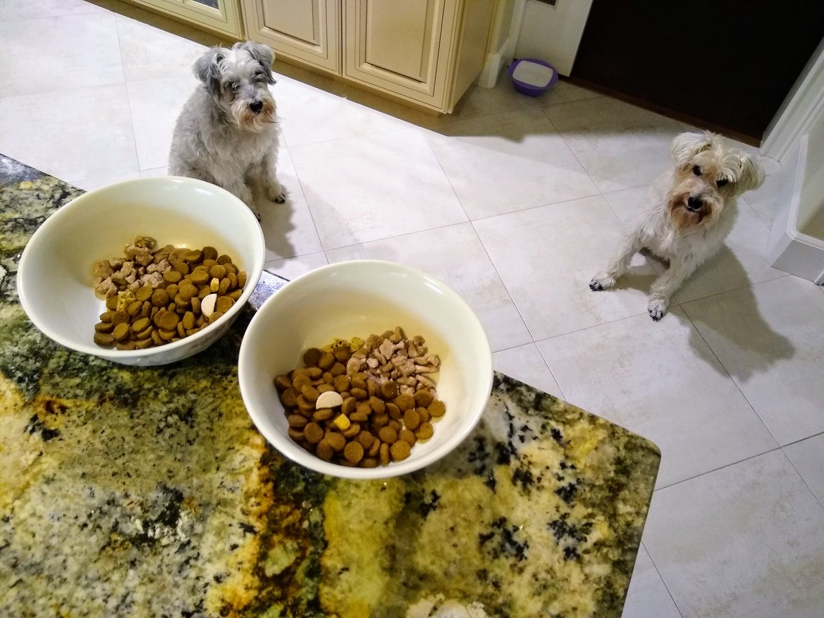 Holy Paw Hoomans~ Hurry the fluff up plz

We are berry berry hungry

Do U realize it's been 15 minutes since our tea/apple pie time?

OK, Pork is good, but what are those? Vitamin & Joint supplements are yucky

#SaturdayDinner
#SchnauzerGang
#SchnauzerBros
#DogsAgainstLateDinner