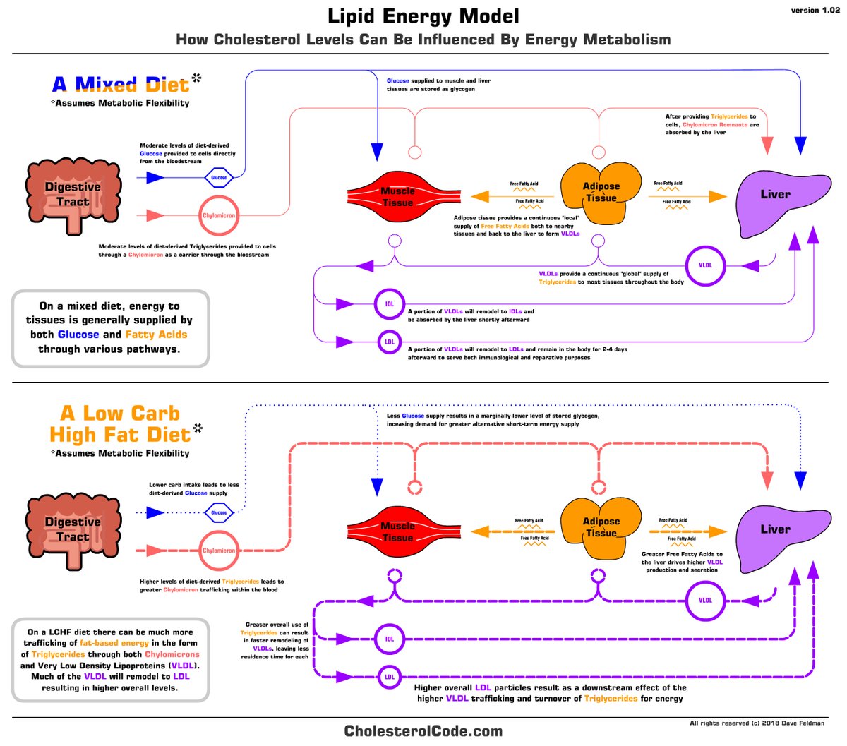 5/ Long story short, this has ultimately led to development of what I call the  #LipidEnergyModel which might help to explain this phenomenon of higher cholesterol when fat adapted, particularly if metabolically healthy.