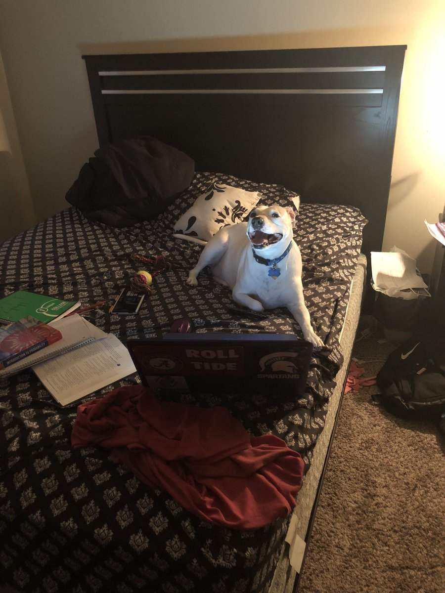 Powell__97's tweet photo. #PetsinSTEM Chancey 13 yr old pittie who helped me through undergrad as a biochemistry & mathematics major https://t.co/pWyA9jFmOm
