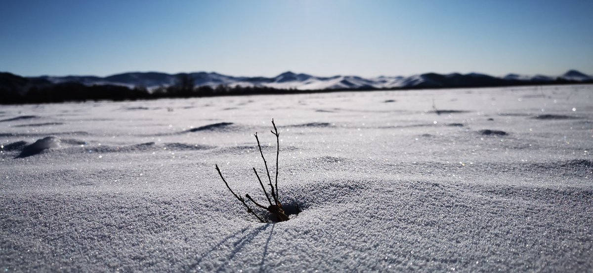 Gantumur Khastumur (@gkhastumur) on Twitter photo 