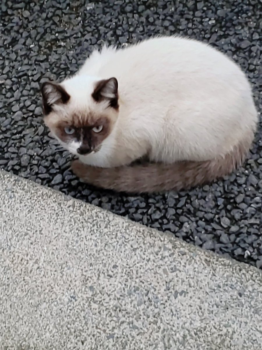 月夜ノ蝙蝠丸 近所のシャム子さんとお子さんたち 野良猫 シャム猫 子猫 月夜ノ蝙蝠丸 近所のシャム子さんとお子さんたち 野良猫 シャム猫 子猫