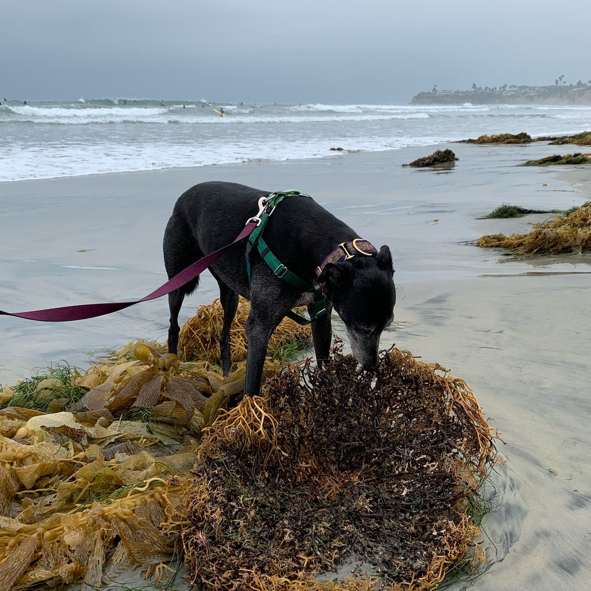 Enjoyed the beach, Vudu did https://t.co/ixEnBjv0Sx