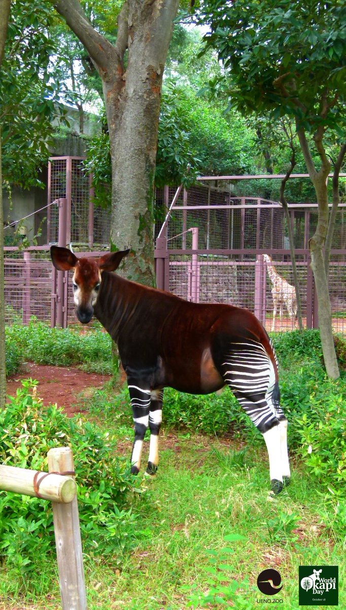 Uzivatel 上野動物園 公式 Na Twitteru 今日は特別にスマホの壁紙をプレゼント 画像のダウンロードが可能です 壁紙にしたスマホを大切に使い 最後はリサイクルに回してください もちろん その他の回答も間違いではありません すべての資源をムダにせず 大切に