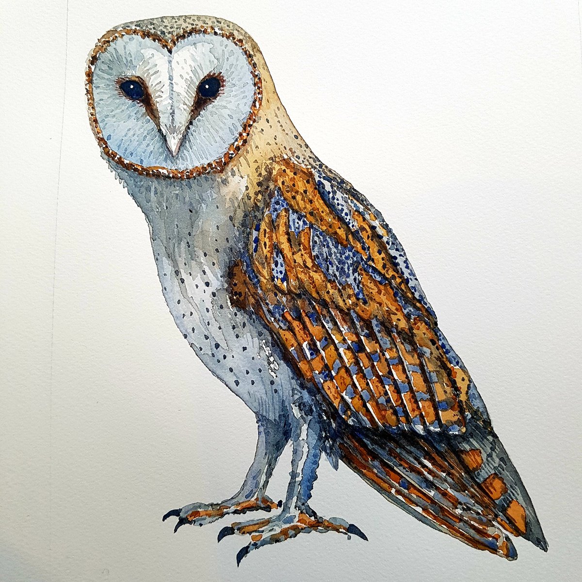 101biodiversity's tweet photo. Barn owl watercolor - somehow it came out looking more human than I planned... 
#watercolor #birds #owl #illustration #watercolours https://t.co/QZ8RP53dMV
