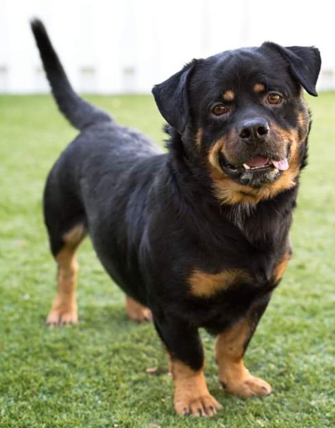 Rottie # 2 (I know we've already had one but omg)