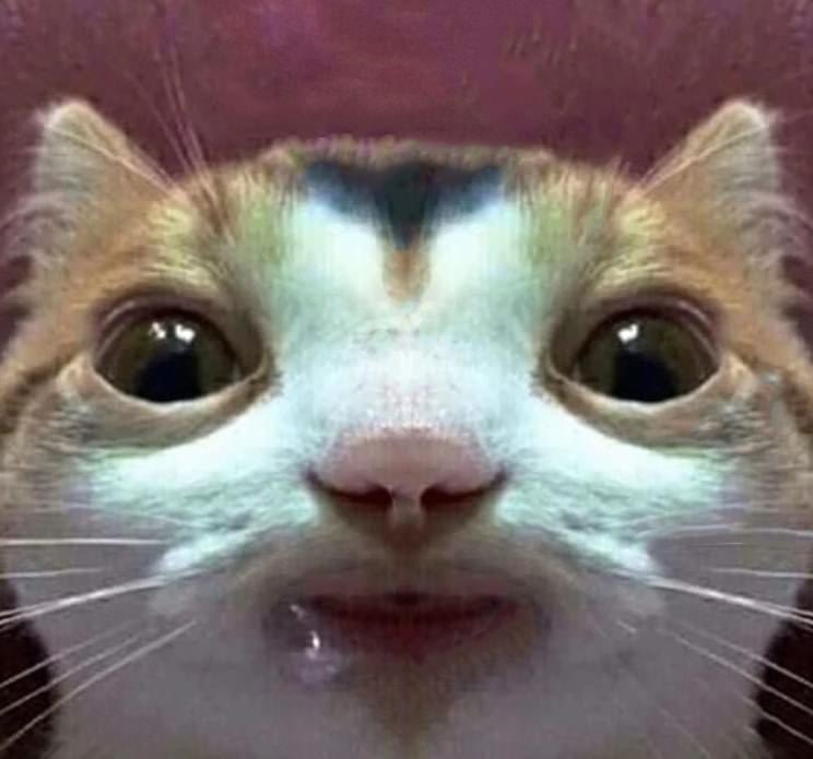 ❋ 𝐈𝐜𝐨𝐧𝐬 ✓  Best cat memes, Cat memes, Cats