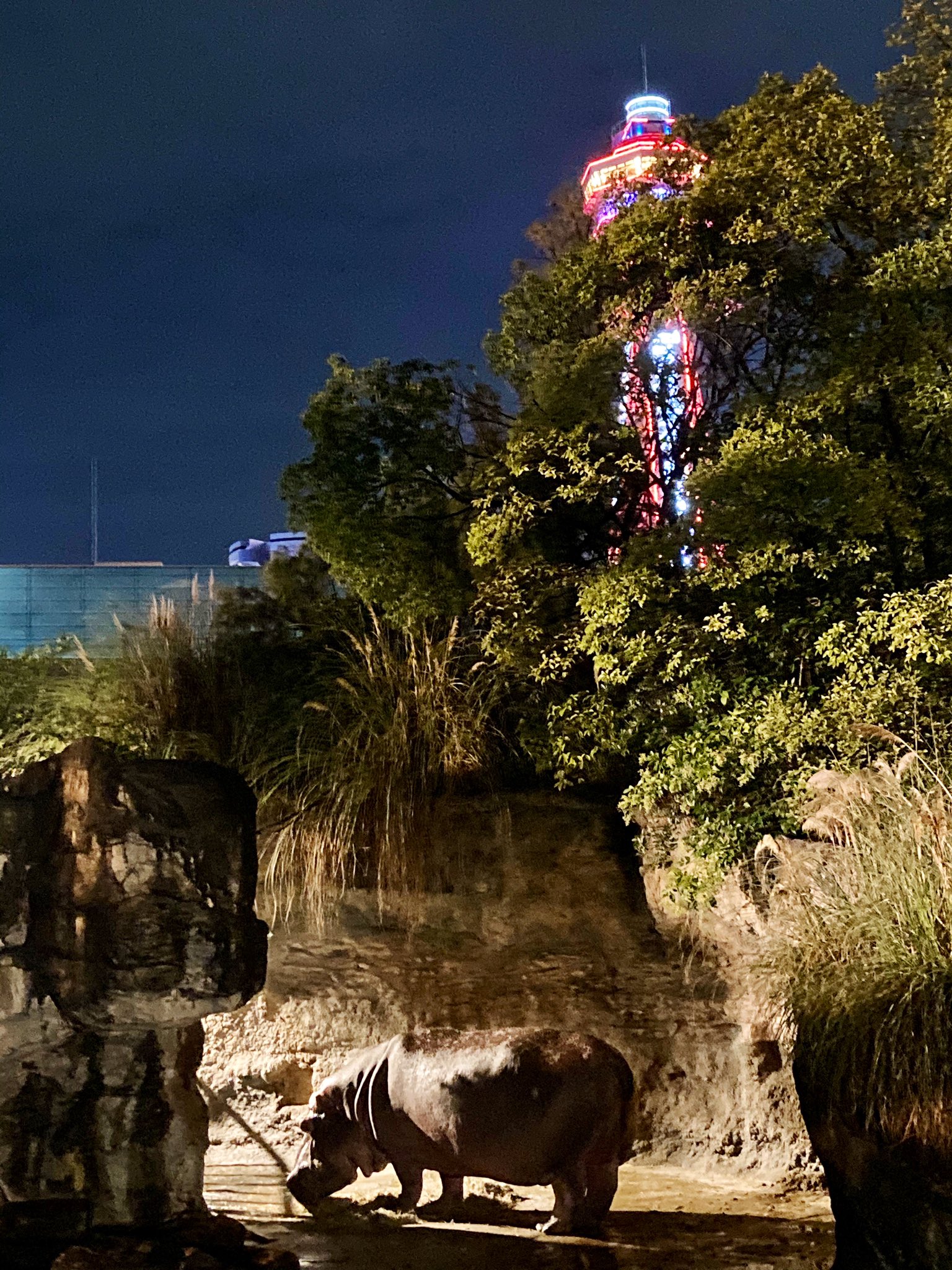 天王寺動物園ナイトズー Twitter Search Twitter