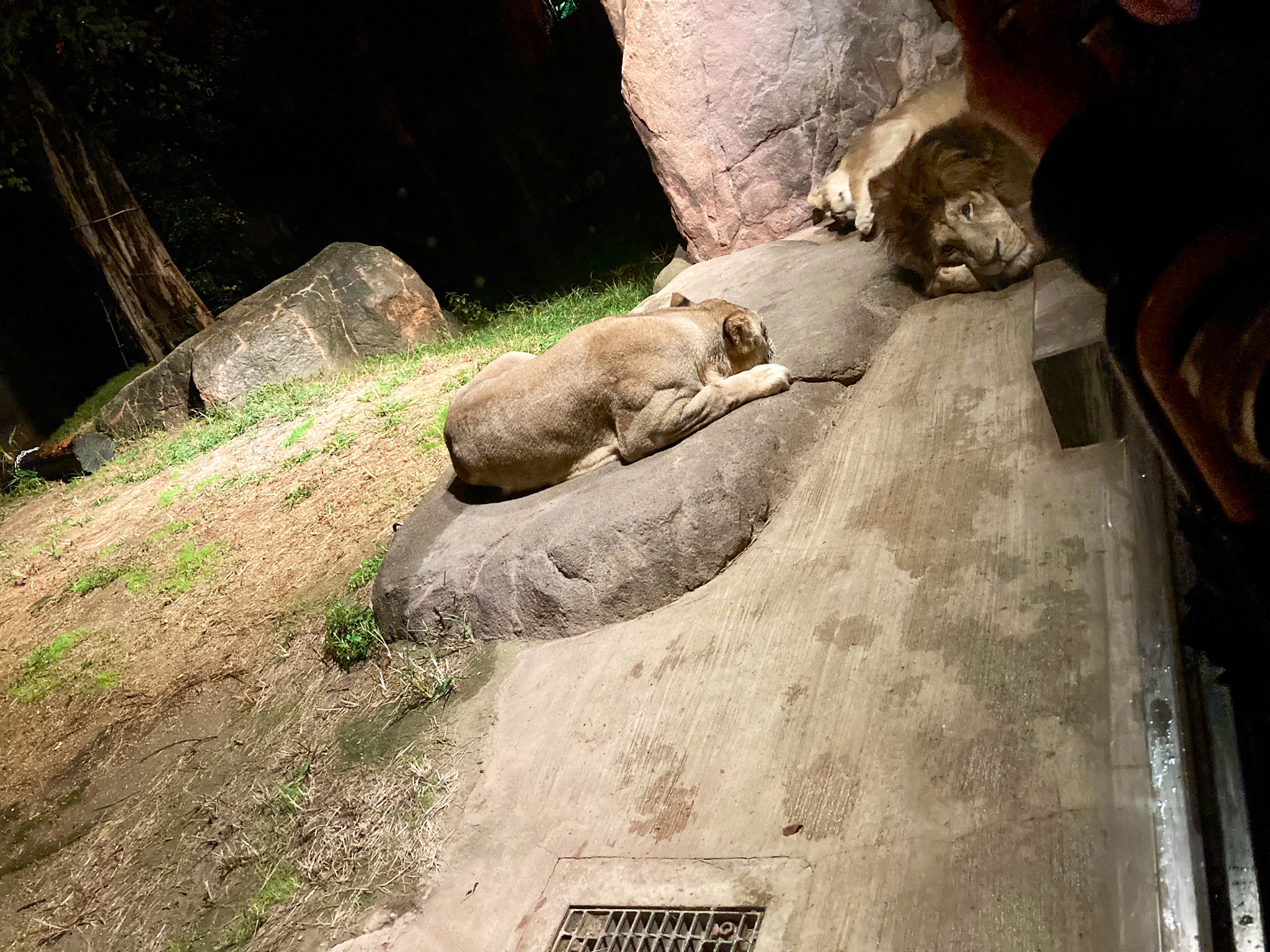 天王寺動物園ナイトズー Twitter Search Twitter