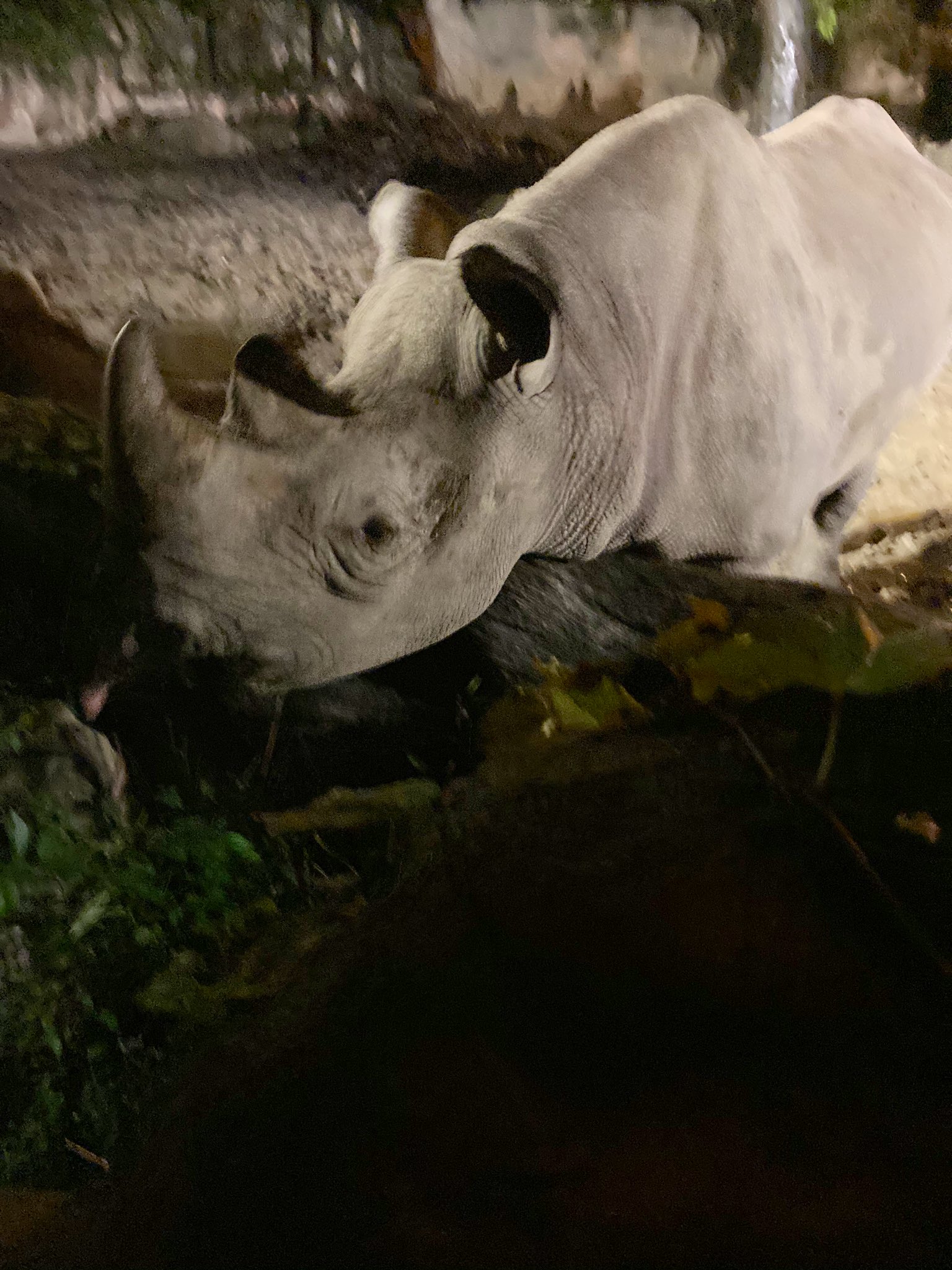 天王寺動物園ナイトズー Twitter Search Twitter