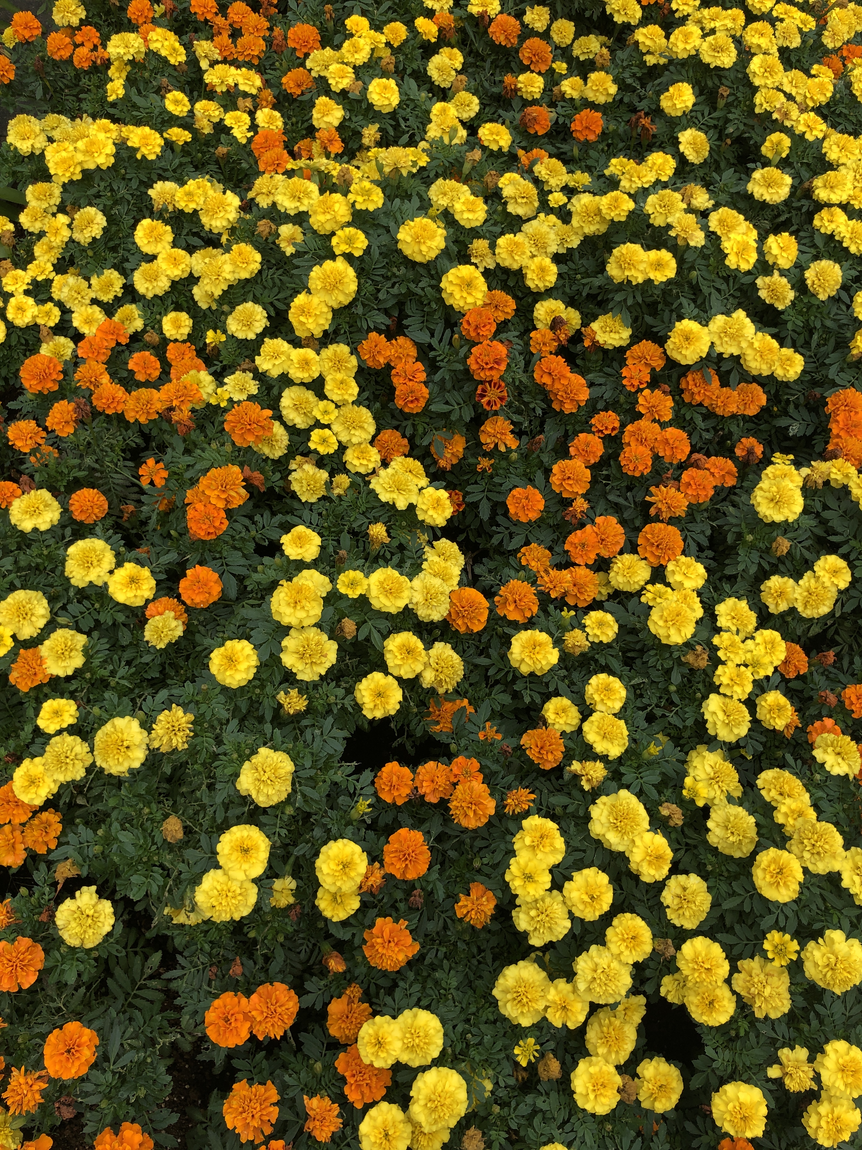 一年生植物 Twitter Search Twitter