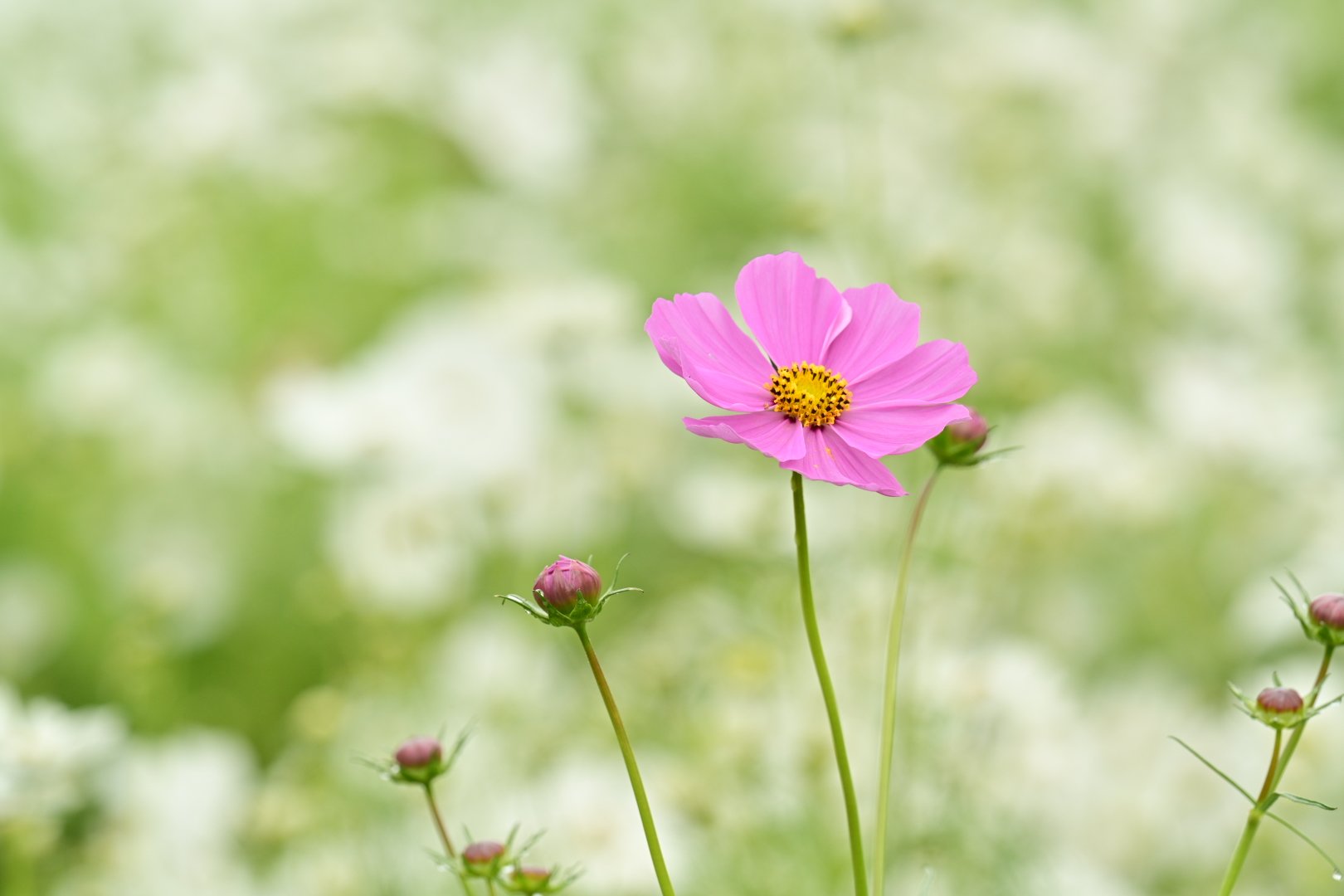 万博記念公園コスモスフェスタ Twitter Search Twitter