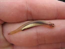 AquariumTalks's tweet image. This is Candiru, a parasitic #Amazon #catfish. Feed on the gills of bigger #fish. BUT, There are stories of this guy's getting lodged into the urethras of men and women (pee hole 😄). That's an one fish you don't want to meet. xD

#AquariumTalks #FishFacts