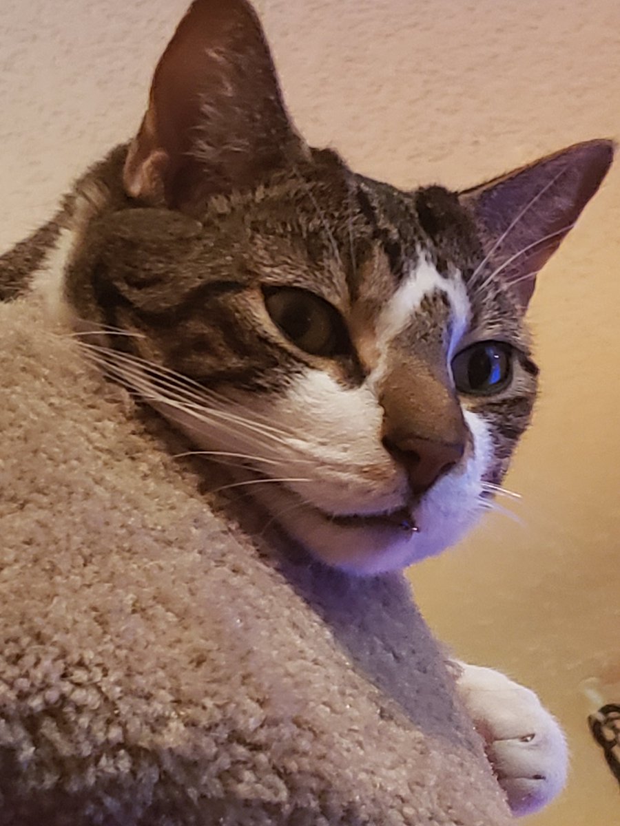 NovaOrionshow's tweet photo. "I is so embarrassed! Momma caughted me drooling and took pictures! Do your pawrents ever do this furriends??"-Orion #catsofinstagram #CatsOfTwitter #NovaOrionshow #orion #catlove #catlover #caturday #caturdaynight #catexpressions #catdreams #catdrool https://t.co/qCoeMuiaQN