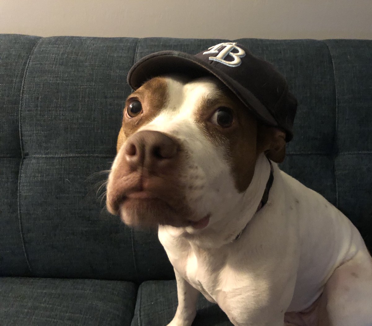 caseylo's tweet photo. Gigi cheered @RaysBaseball to victory! Next up: World Series! #Rays #GORAYS https://t.co/zBUjuUnPkU