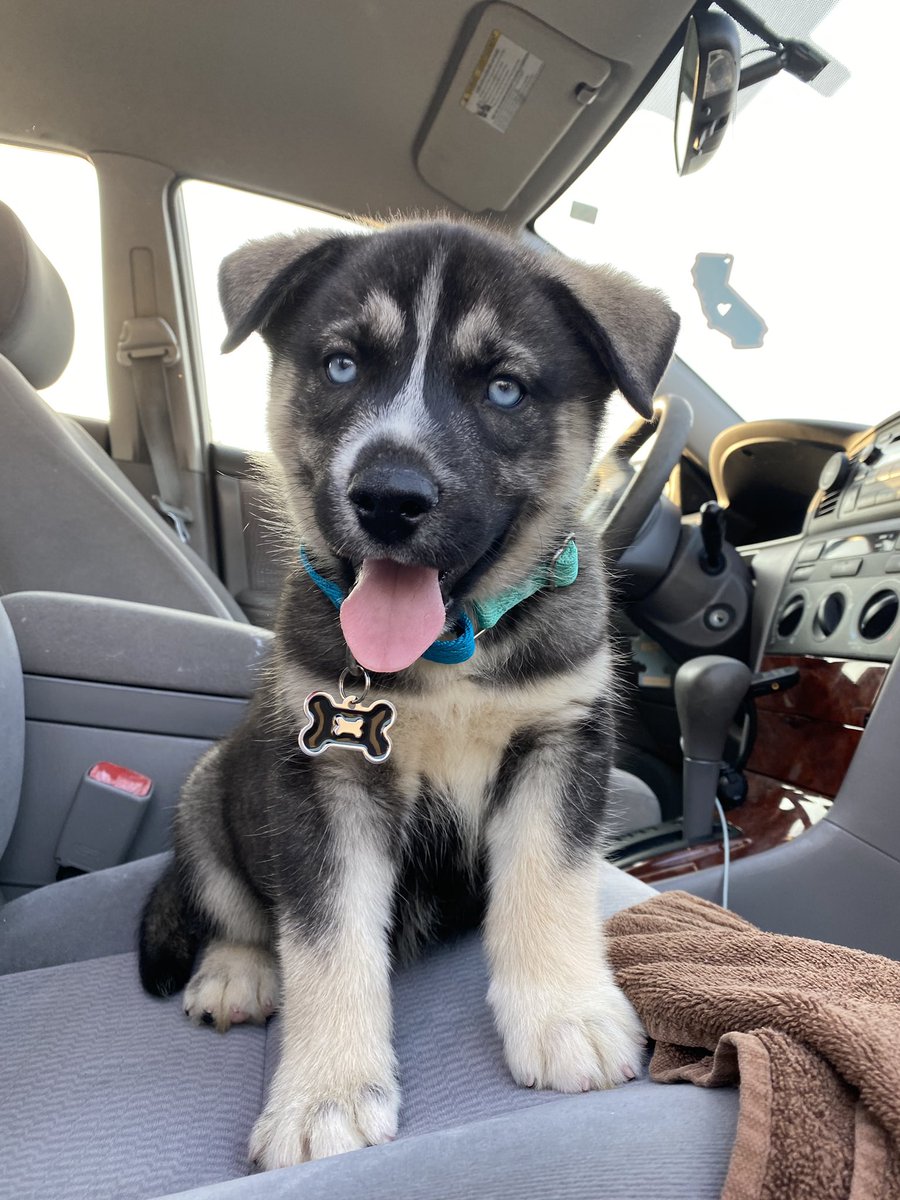 ecovstudios's tweet photo. I got a husky puppy today and he seems to have taken a liking to his new home. He is so cute and fluffy! https://t.co/O9SBZNLNd4