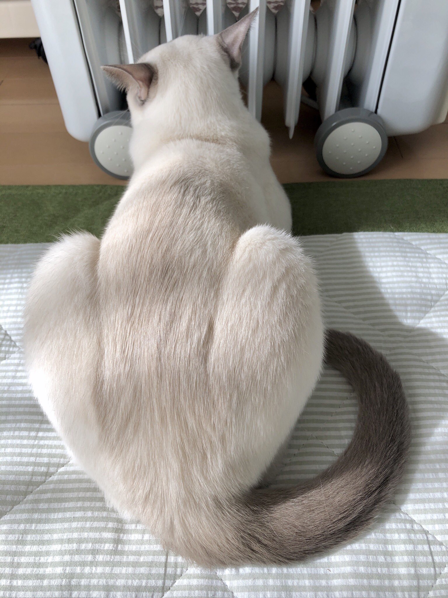 芹殿 気持ちいい 日向ぼっこしながらオイルヒーター前でヴォルクスワーゲン ビートル トンキニーズ Tonkinese 猫 貓 ねこ Cat T Co Fubba40h2w Twitter