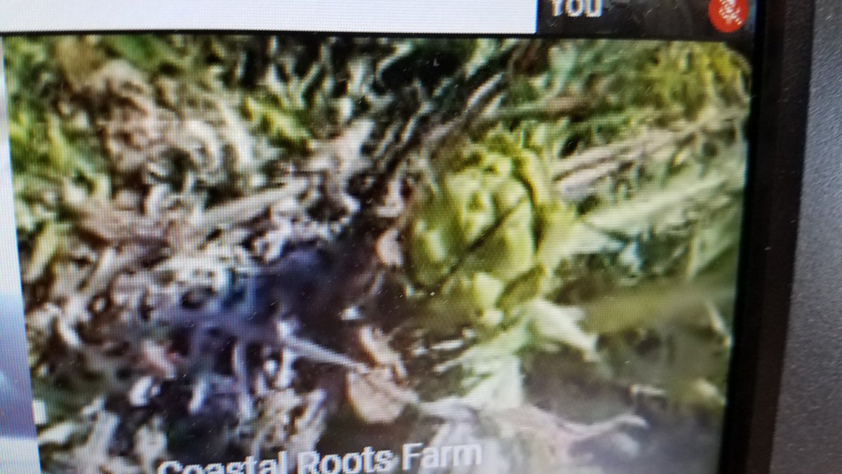 Dee Jarvis tweet media