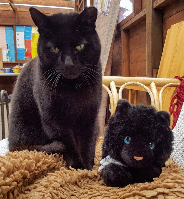 AllotmentCat's tweet photo. I love little Graham. I know he's a toy, but he's very special to me. He helped us to win our campaign last year by being our Mascot. I had no idea what a 'Mascot' was but my human explained that he went to meetings and demonstrations with her because I couldn't go. He's so cute! https://t.co/hMeos4qA2n