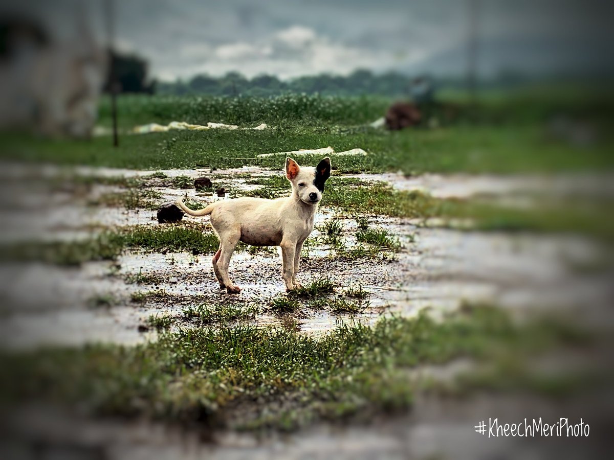 KheechM's tweet photo. #pup #white&amp;black #Petlover #Nature #Greenary #Farmlands  #flowers #green #eyefeast #greenary #green #pretty #photography #adventure #sunrise #flowers #instadaily #water #fun #cute #instagram #weather #outdoors #instanature  #naturelover #kheechmeriphoto by @srirajnilesh https://t.co/sSqJrv0igH