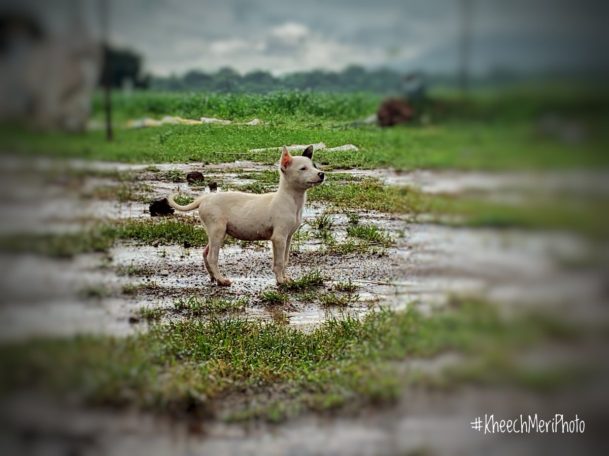 KheechM's tweet photo. #pup #white&amp;black #Petlover #Nature #Greenary #Farmlands  #flowers #green #eyefeast #greenary #green #pretty #photography #adventure #sunrise #flowers #instadaily #water #fun #cute #instagram #weather #outdoors #instanature  #naturelover #kheechmeriphoto by @srirajnilesh https://t.co/sSqJrv0igH