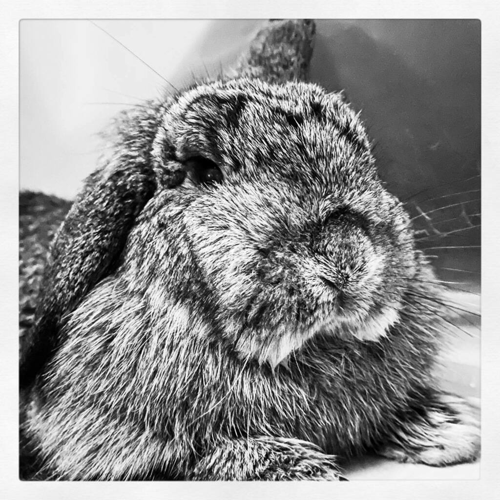 moby74's tweet photo. I am not a dog. I am a bunny.
#muffinboba #rabbit #bunny #hollandlop #sgrabbit #rabbitsofinstagram #rabbitstagram #rabbitsworldwide #bunniesworldwide #pet #houserabbit #domesticatedrabbits #adopt #usagi #blackandwhite #bw #singapore #sgig #monocromatic … https://t.co/Clwu508ll9 https://t.co/scUXJ2KzLs