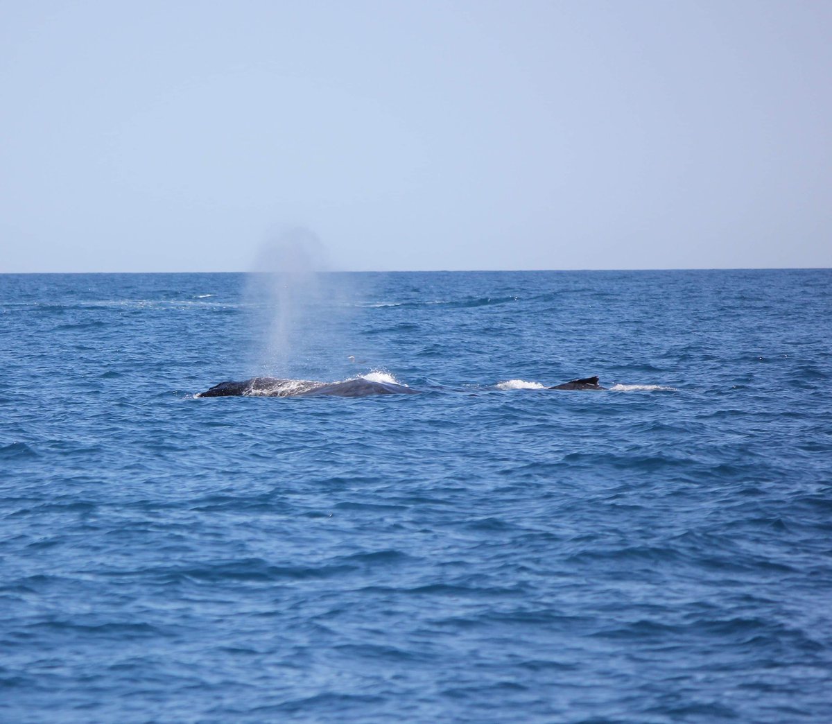 MillsCharters's tweet image. Mum and her cute little calf from today’s tour 🐋
