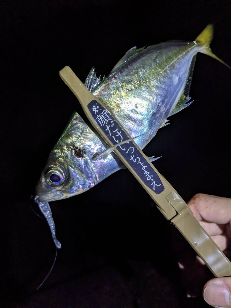 エギ壱製作所 壱ちゃん アジング エギ壱製作所line公式アカウント の方へ おかもっちゃん 様より釣果報告を頂きました 爆風の中 潮流と風が同じ方向だったので 0 8 の ジグヘッドにアジ壱バージョン2を付けジグヘッドを流しているとヒット