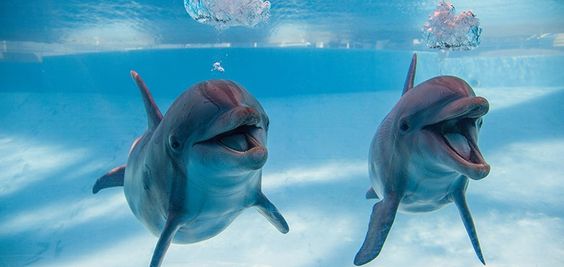 KatanaHugo's tweet photo. Two brothers or sisters
#photos #photography #animals #Dolphins https://t.co/vqHbOECwzE