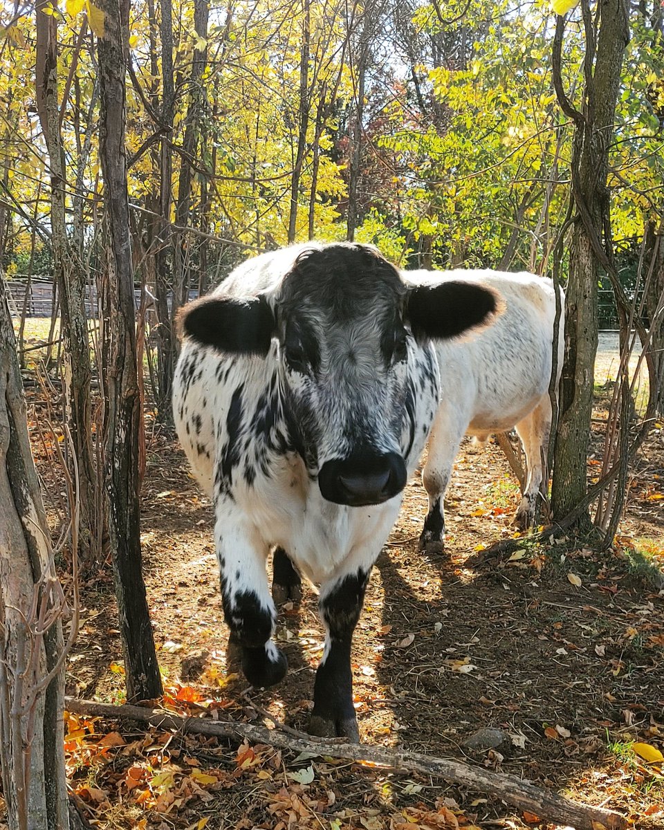 Autumn is the best season. There is nothing you can say to change my mind. The light is perfect, the temperature is perfect, and the animals are fat.
#freerange #knowyourfarmer #eatlocal #roastseason #winteriscoming #cattle #specklepark #steers #ontariobeef #autumn #farming https://t.co/11dCKzBnFC