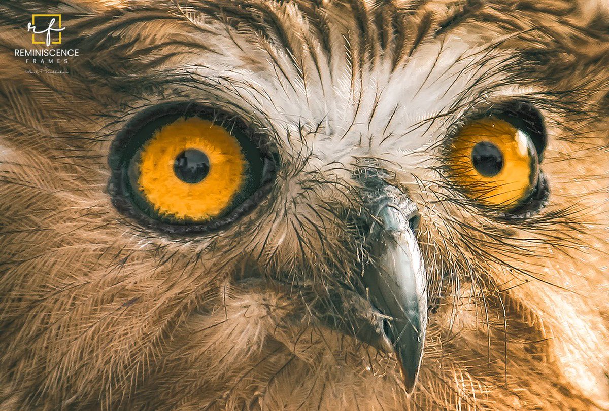 The Eyes #Owl #wildlife #IndiAves #IndiWild #Owleyes #BBCWildlifePOTD #birds #birdwatching #birdphotography #birdphotographer #indianphotographer #birdwatcher #aniltprabhakar #reminiscenceframes