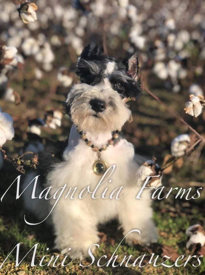 magnolia farms mini schnauzers