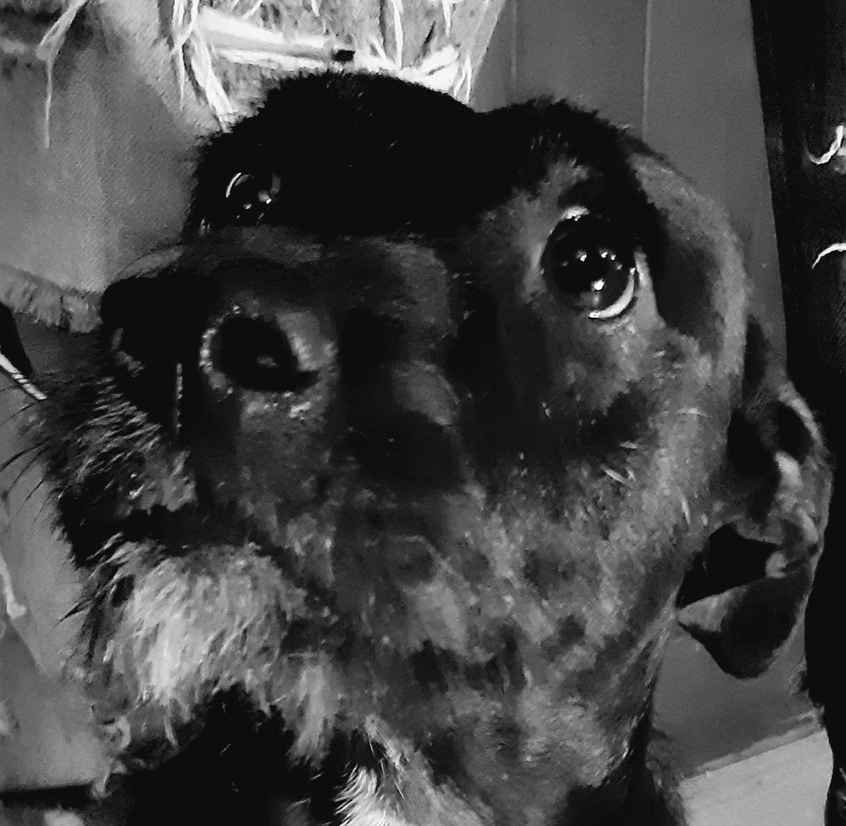 wokeandwoofing's tweet image. Last night I had a horrible dream about what life used to be like before I became Woke. It was a scary time full of uncertainty and doubt about the righteousnesses of my opinions. Thank God those dark days are behind me and I now see everything with unwavering clarity. #staywoke