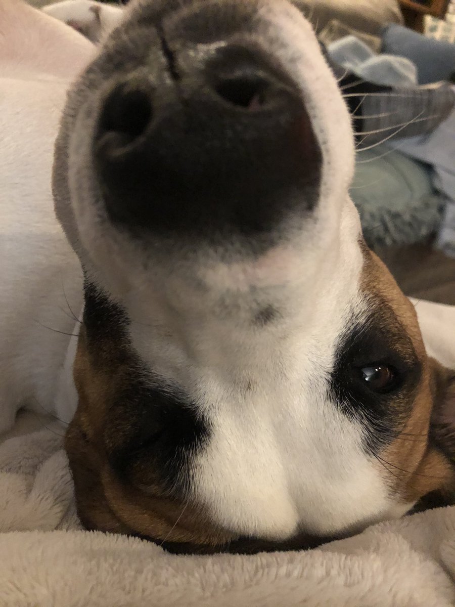 traceypreuss's tweet image. Give that snoot a boop! Melvin:the cuddliest, lovingest hound EVER! #snootaboop