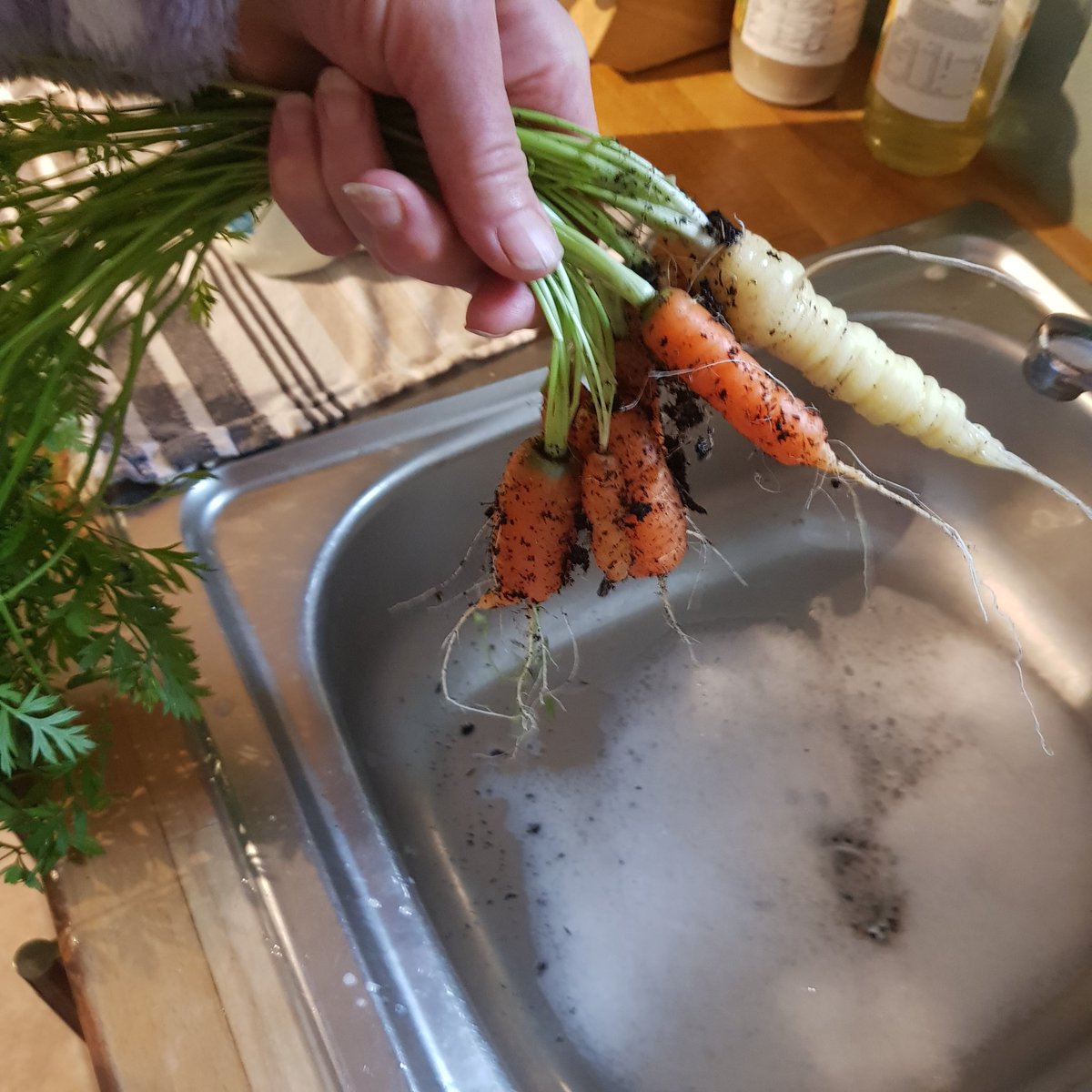 At least we saved some money on growing our own carrots and herbs I guess. 2/