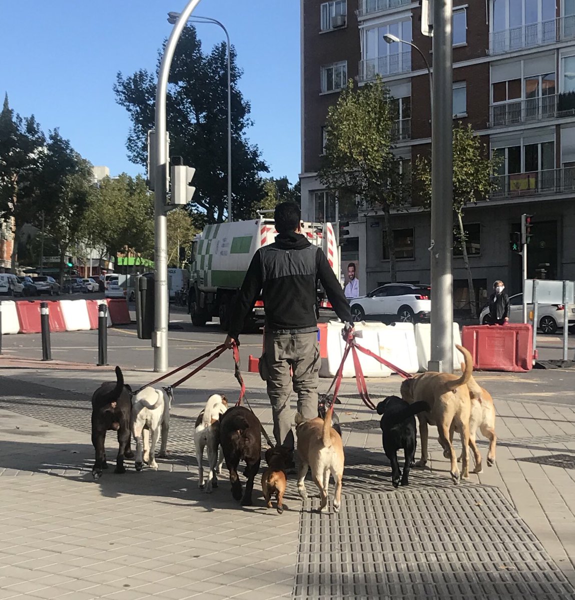 Mi admiración para esta persona que consigue pasear a 10 perros por #Madrid.  ¿Qué hace cuando se ponen todos a 💩? Y cuando se cruza con otros perros y quieren jugar? 🤷‍♀️ #mundoperruno #dogsoftwitter #dogfriendly