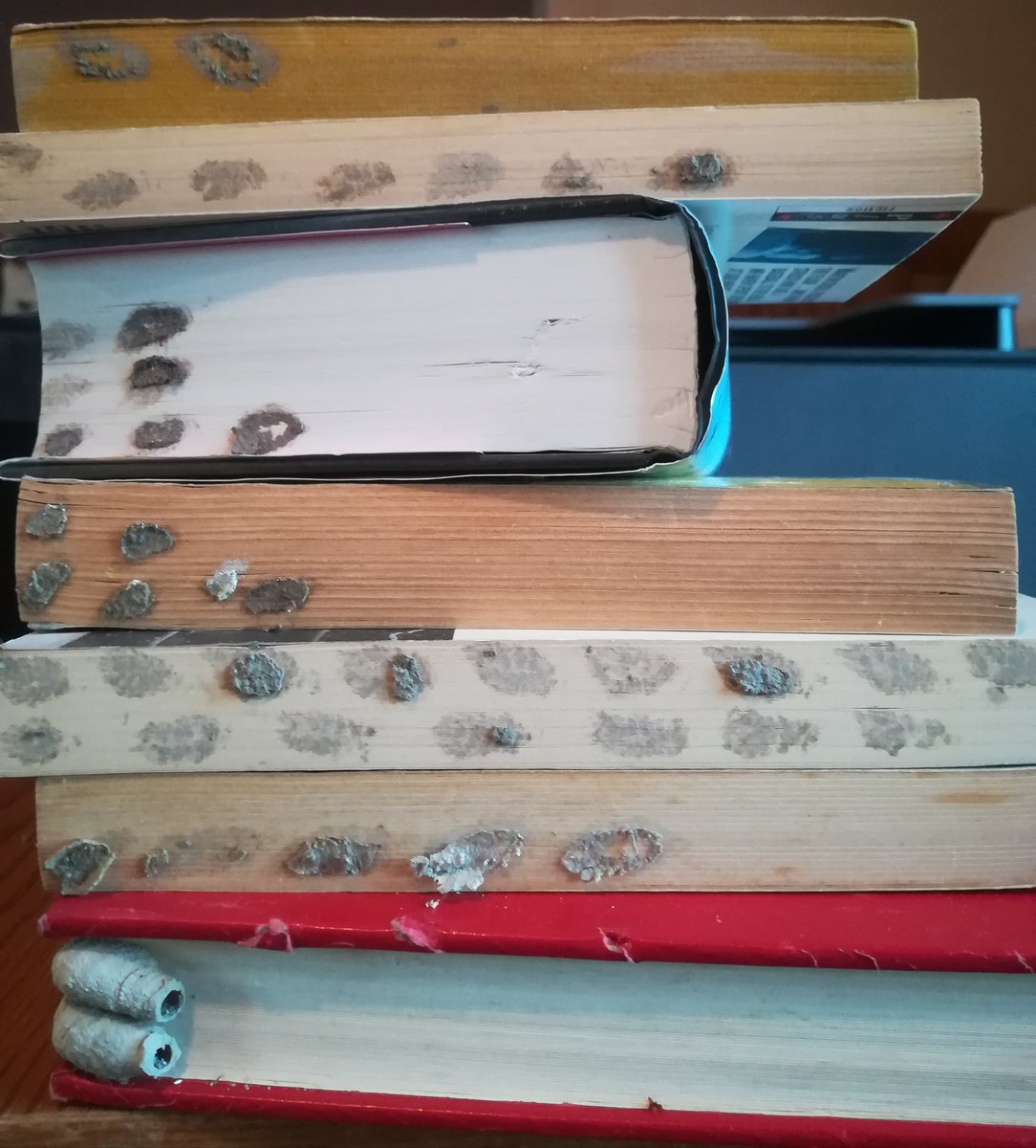 For those asking: the wasps made v broad book choices including Angela Carter, Elizabeth Bowen,  @MargaretAtwood  @Joannechocolat &  @HarrietEvans. The mud nests left little marks on the edges of the books when I removed them & some had old larvae inside.
